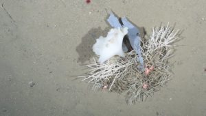 Erkenntnisse aus der Arktis: „Der Meeresgrund ist ein Plastik-Endlager“