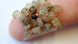 Forscher entdecken zum ersten Mal Mikroplastik im Menschen