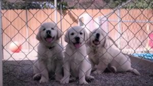 Dogs: Für alle Hundeliebhaber – diese neue Netflix-Dokuserie müssen Sie sehen