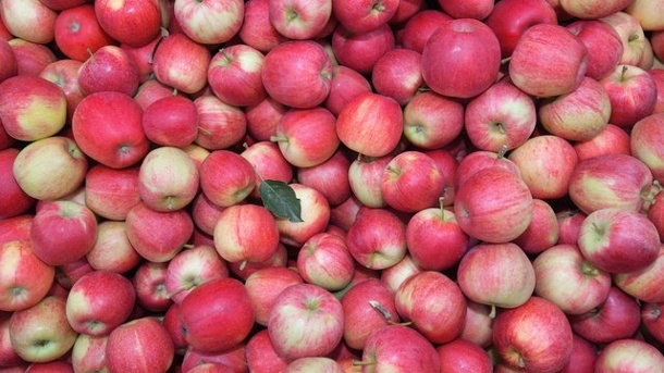 Neue Studie: Was bei einer Apfelallergie helfen könnte