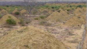 Riesengroß und enorm standhaft: Termitenhügel fast so alt wie die Pyramiden