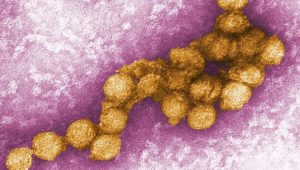 Gefährliches West-Nil-Virus breitet sich in Europa aus