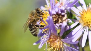 Bienen, Fliegen, Schmetterlinge: Insektensterben gefährdet Ökosystem