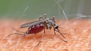 Gefährliche Mückenarten breiten sich in Deutschland aus