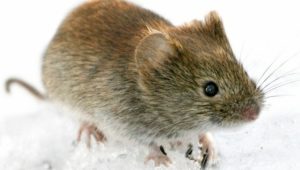 Hantavirus in Deutschland: Viele Infektionen erwartet, Achtung vor Mäusekot